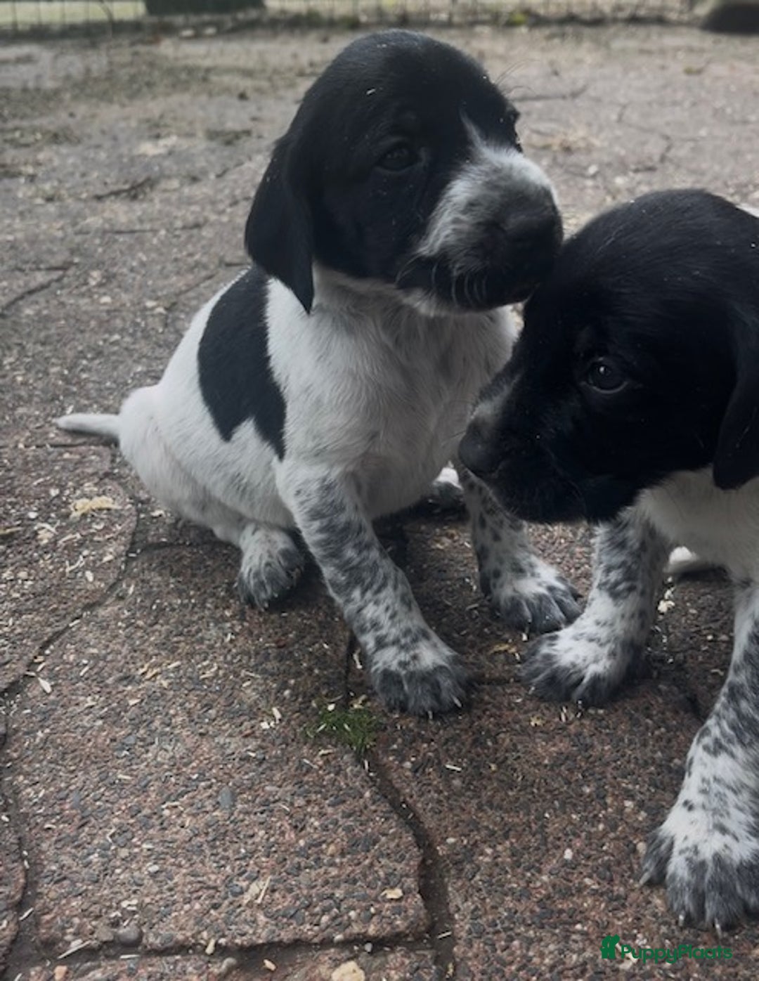 Duitse Staande Hond Korthaar honden te koop: Duitse staande korthaar pups - Afbeelding 4