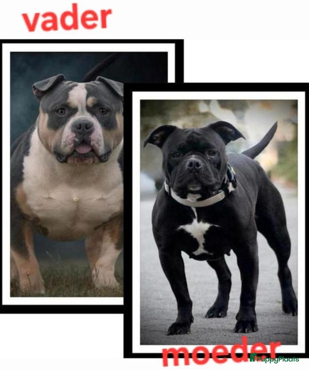 Amerikaanse Bully honden te koop: American bully pocket pups 8 week oud - Advertentie 1