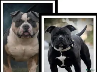 Amerikaanse Bully honden American bully pocket pups 8 week oud - Advertentie 2