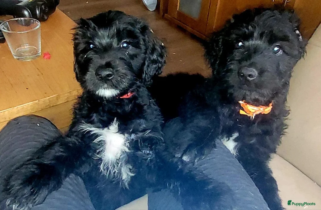 Goldendoodle honden te koop: Golden doedle pups - Advertentie 2