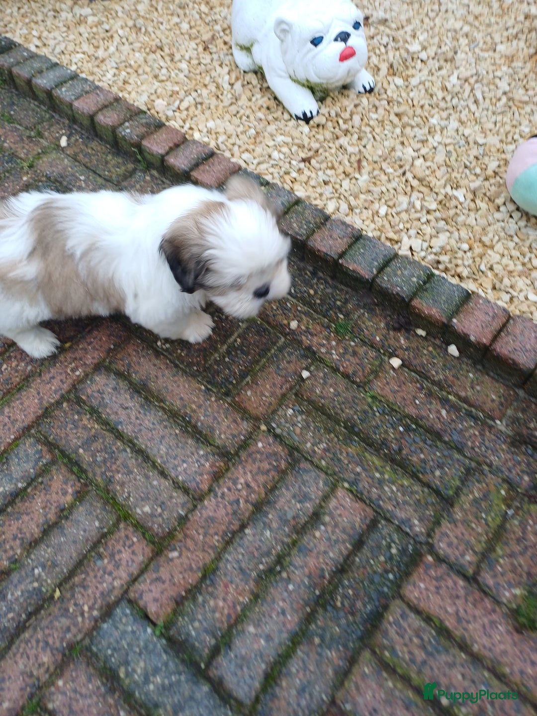 Shih Tzu honden te koop: leuke lieve ras zuiver shih tzu pups - Advertentie 27