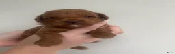 Dwergpoedel honden te koop: Prachtige rode dwergpoedel pups - Advertentie 10