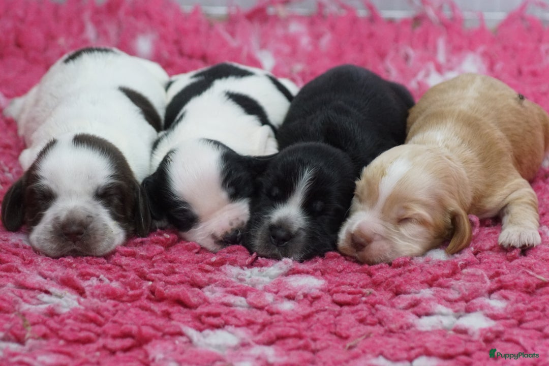 Engelse Cocker Spaniel honden te koop: Engelse Cocker Spaniel Pups met Stamboom  - Afbeelding 20