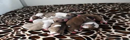 Whippet honden te koop: Whippetpupjes - Advertentie 12