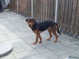 Kruising honden Bijzonder mooie puppy´s ¨TE KOOP¨! - Advertentie 2