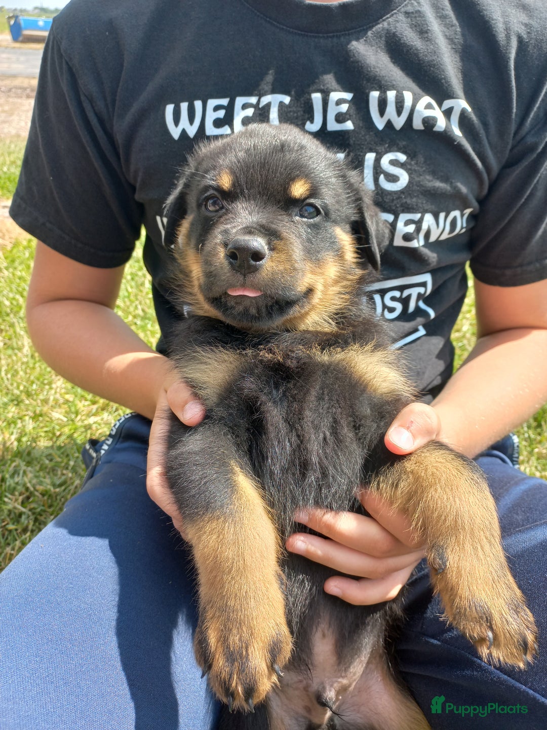 Rottweiler honden te koop: Nog 3 super lieve rottweiler reutjes. - Afbeelding 3