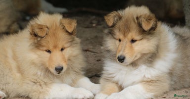 Schotse Herdershond langhaar honden - Advertentie 12