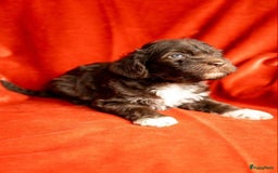 Kruising honden te koop: nestje kruising Waterhond, labradoedel look-a-like - Afbeelding 6