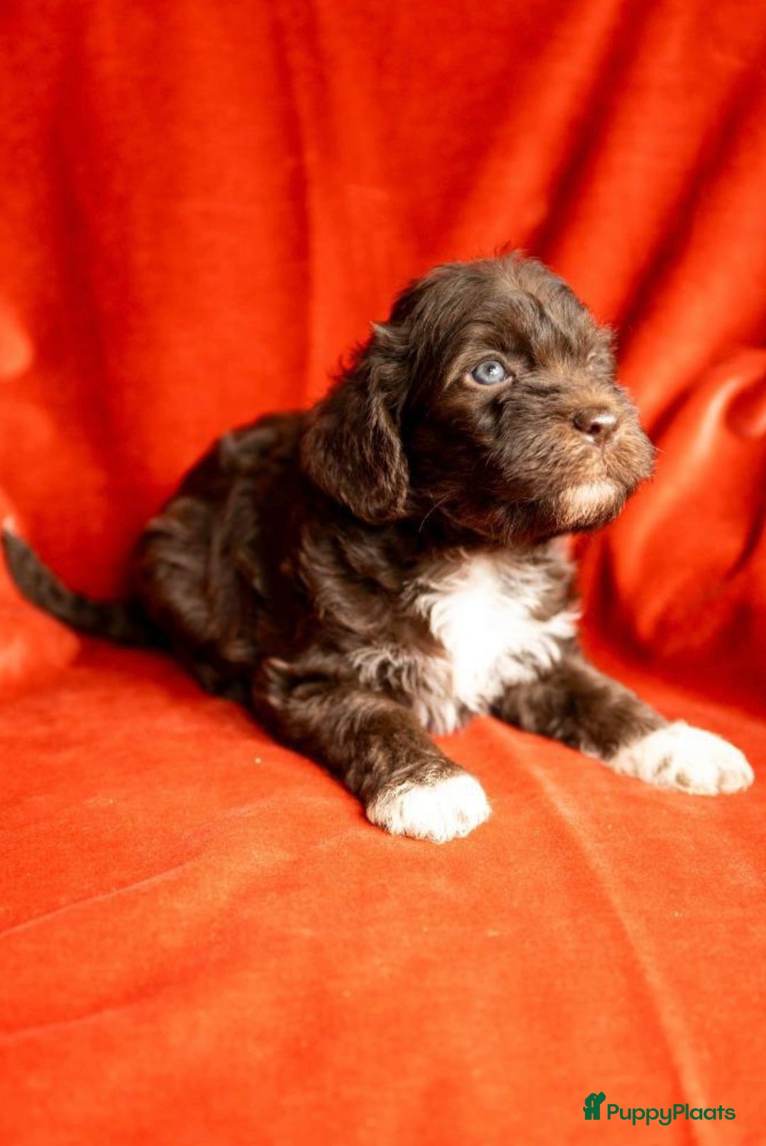 Kruising honden te koop: nestje kruising Waterhond, labradoedel look-a-like - Afbeelding 6