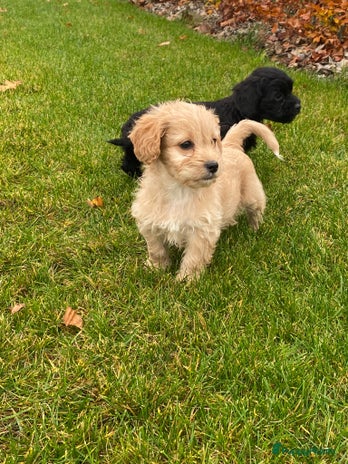 Kruising honden Cockapoo / maltipoo pups - Advertentie 5