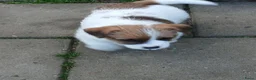 Jack Russel Terriër honden te koop: Ruwharige Jack Russell meisjes in Fijnaart - Advertentie 3