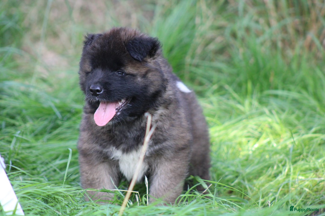 American Akita honden te koop: American Akita's Beschikbaar - Advertentie 2