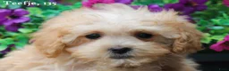 Maltipoo honden te koop: Lieve Maltipoo pups - Advertentie 21