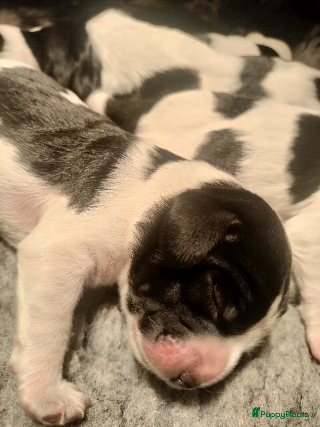 Kruising honden te koop: Tobekan pups Tibetaanse terrier x Cocker Spaniel  - Advertentie 7