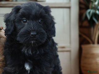 Kruising honden Minidoodle pups - Advertentie 3