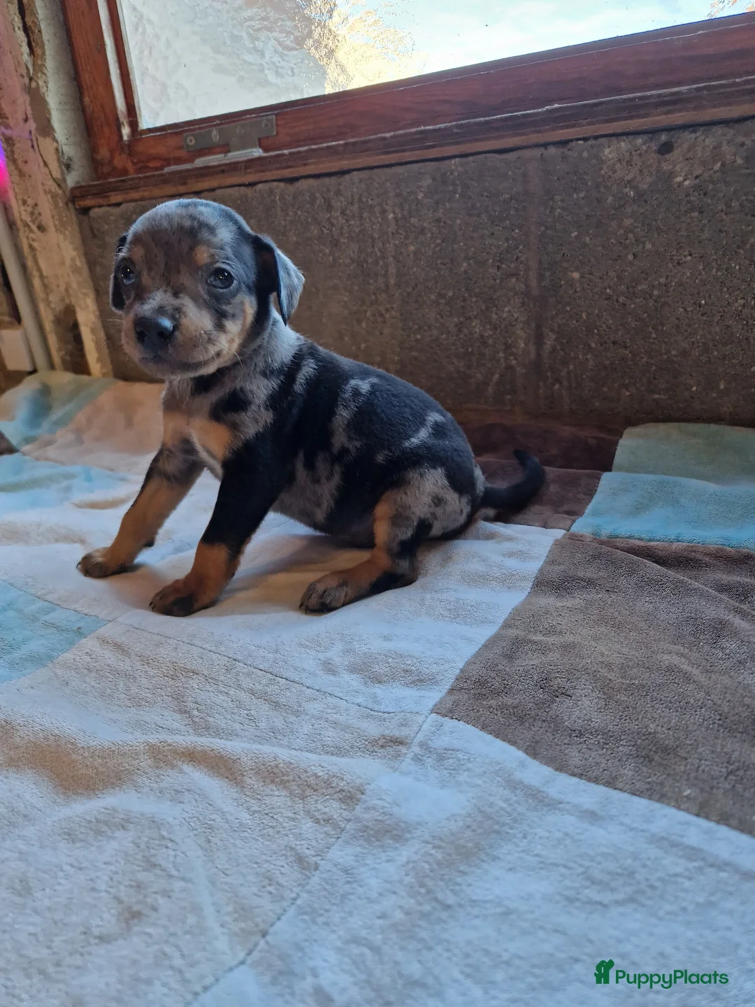 Dwergpinscher honden te koop: Dwergpinschers puppy's  - Advertentie 8