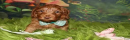 Australian Labradoodle honden te koop: 1 teefje en 3 reutjes Australian labradoodle pups - Advertentie 7