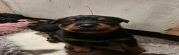 Rottweiler honden te koop: Prachtig mooie Rotweiler pups te koop! - Advertentie 6