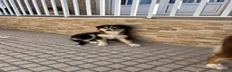 Australian Shepherd honden te koop: Australische Herder Teef met Stamboom in Sas van Gent - Advertentie 4