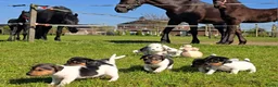 Jack Russel Terriër honden te koop: 🥰 5 Prachtige Jack Russel pups! 🐶 - Advertentie 6