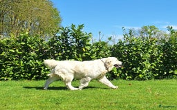 Golden Retriever honden te koop: Prachtige golden retriever pups stamboom  - Afbeelding 11