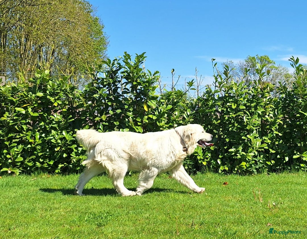 Golden Retriever honden te koop: Prachtige golden retriever pups stamboom  - Afbeelding 11