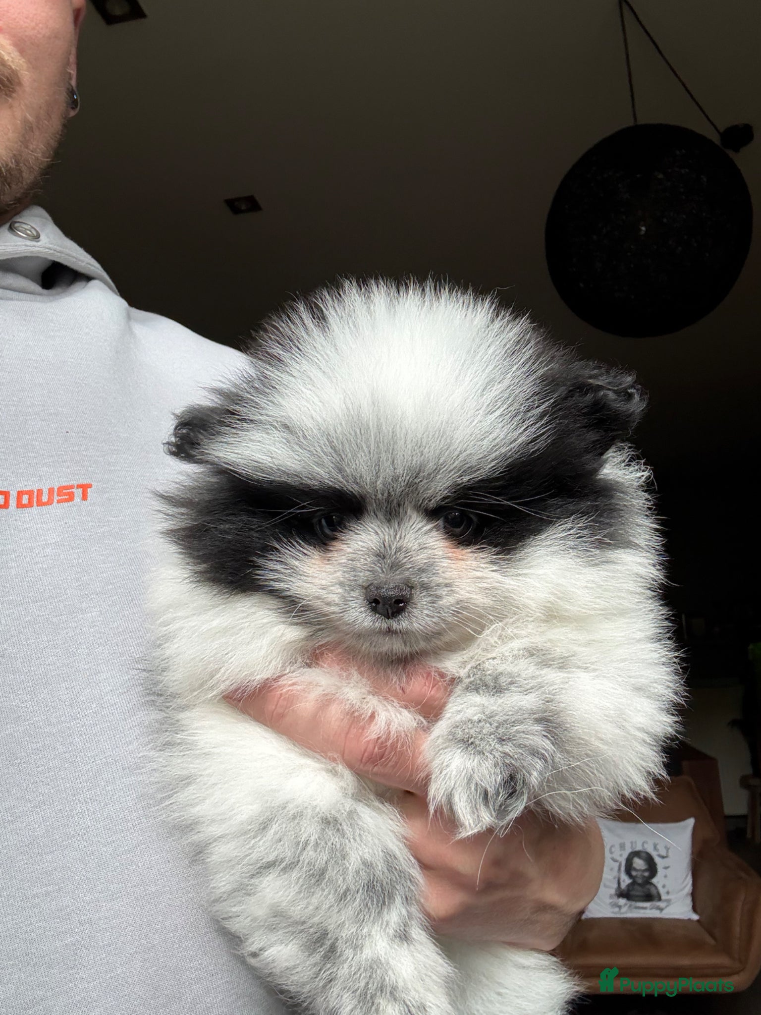 Pomeriaan honden Pomeriaan pups - Advertentie 2