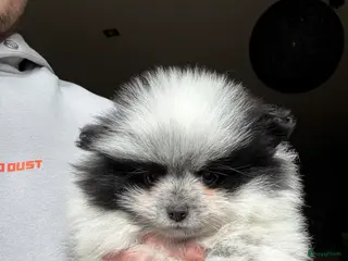 Pomeriaan honden Pomeriaan pups - Advertentie 2