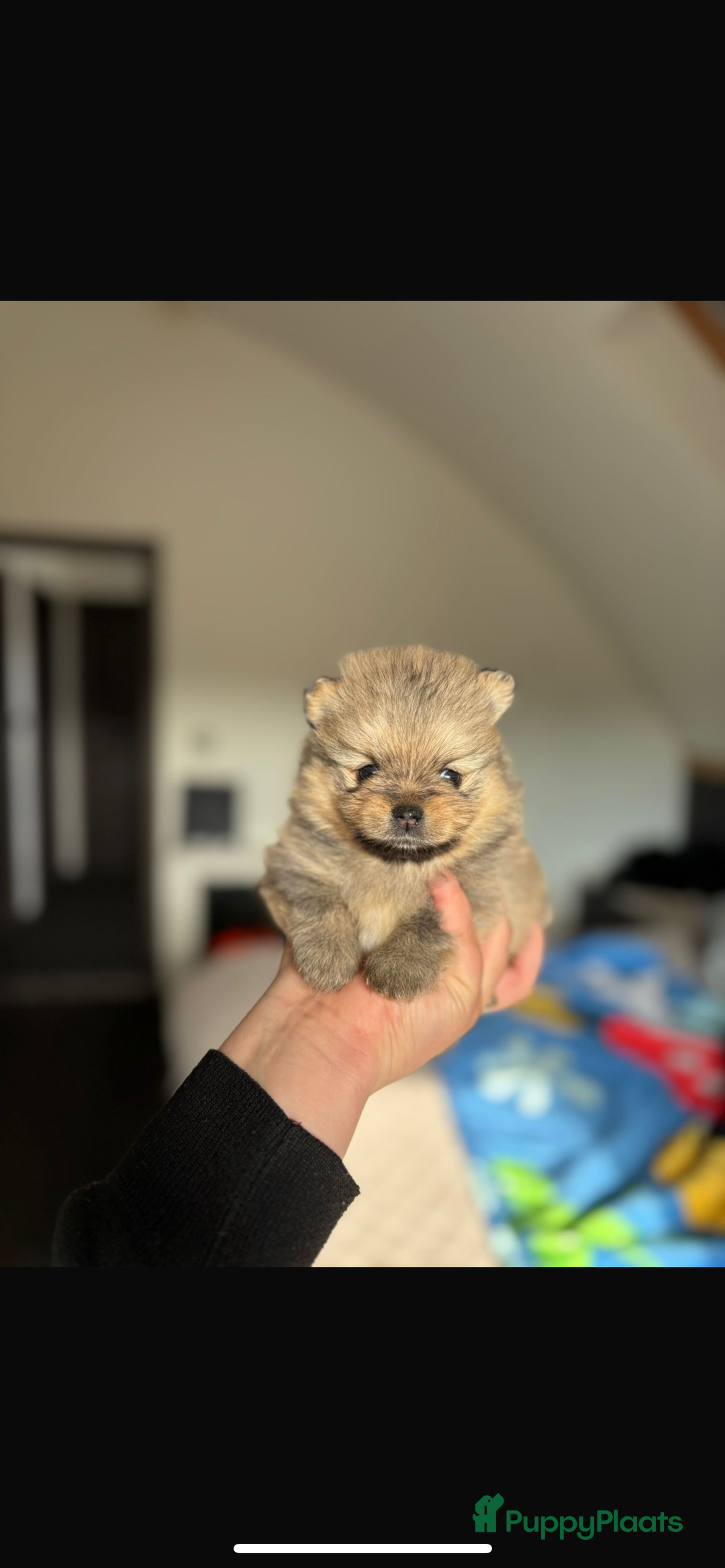 Pomeriaan honden te koop: Pomeriaan pups  - Afbeelding 11