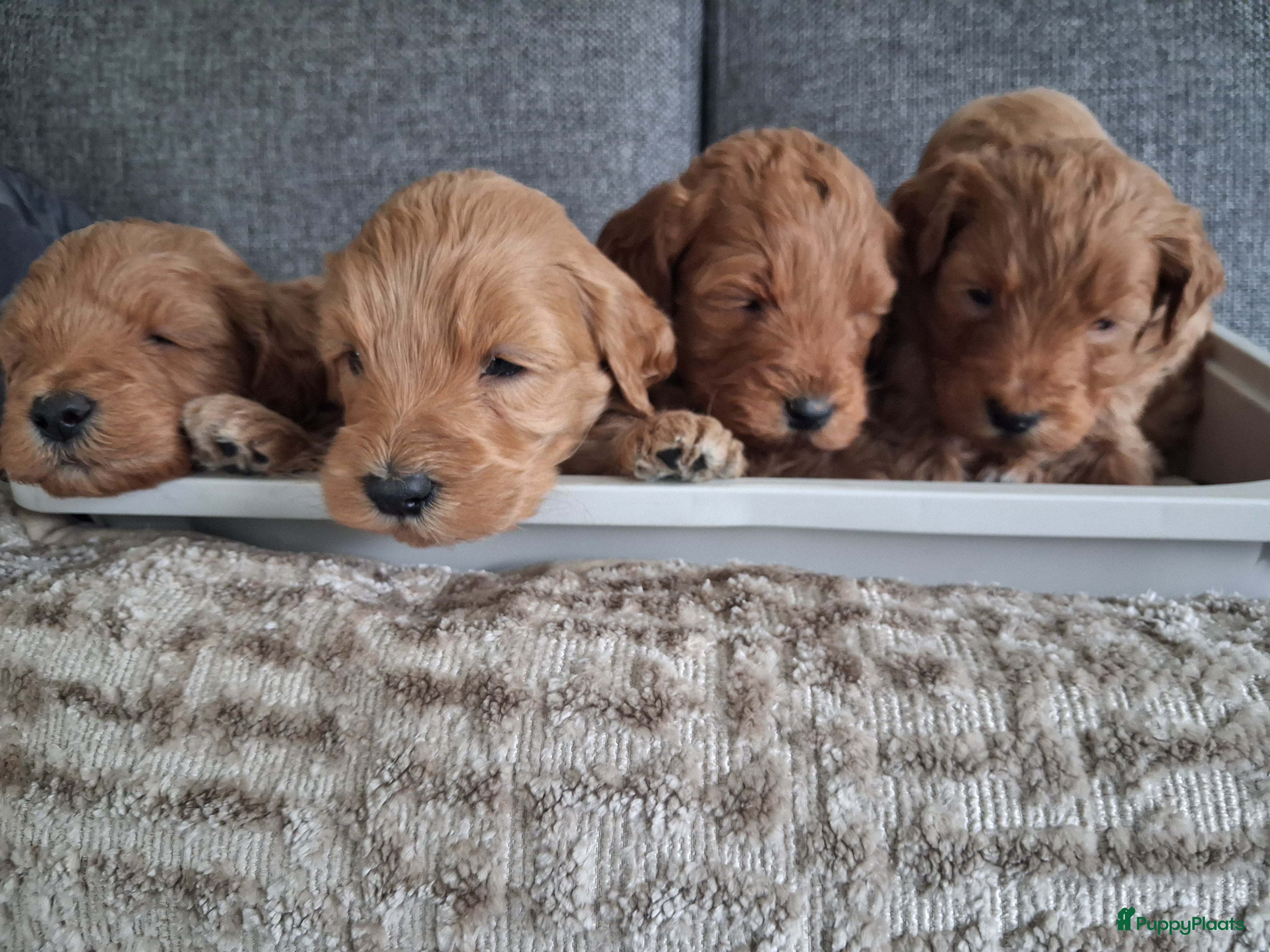 Kruising honden Prachtige australian labradoodle pups - Advertentie 2