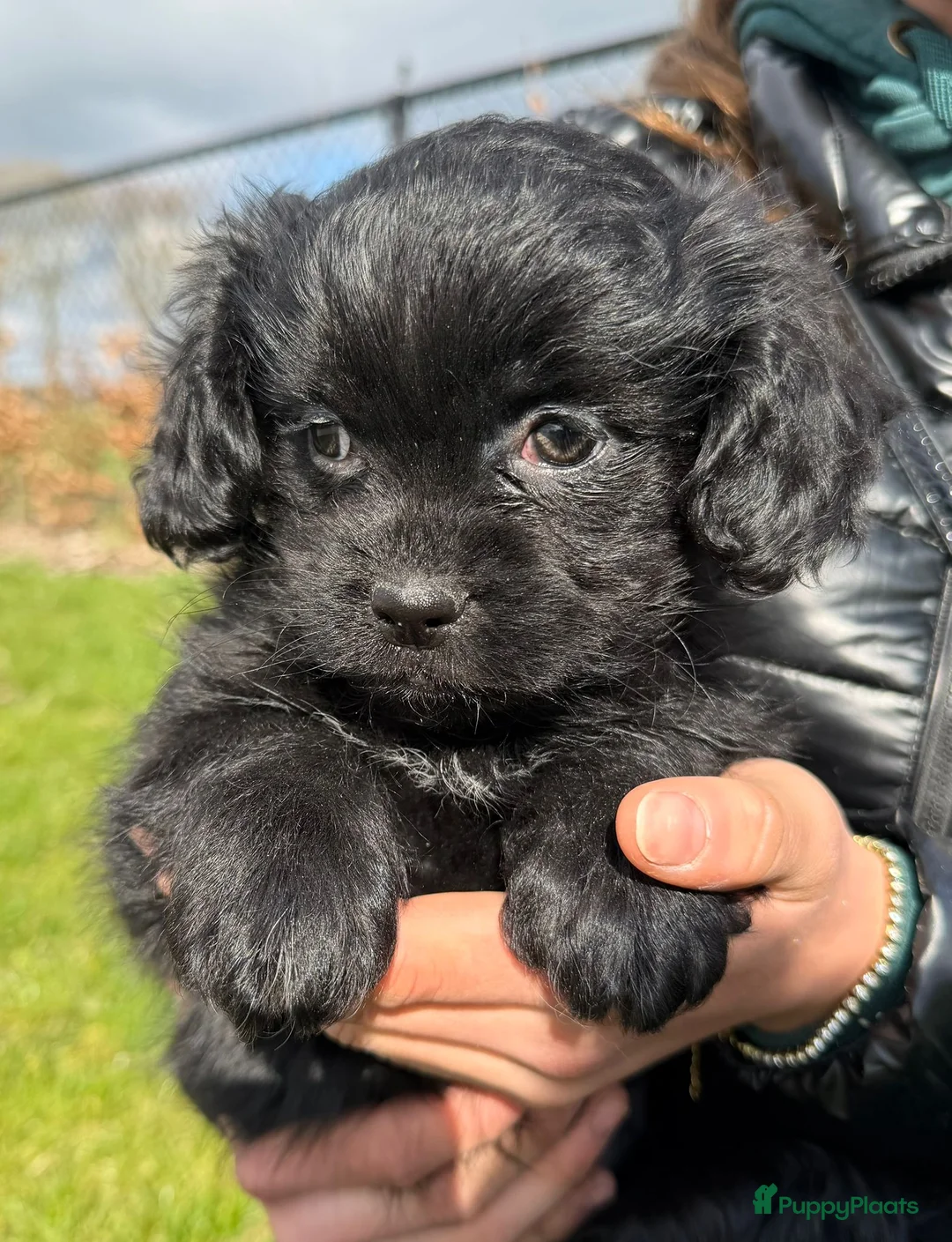 Boomer honden te koop: 3 vrolijke boomer pups  - Advertentie 21