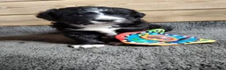 Kruising honden te koop: Mooie pups Berner kruising wetterhoun  - Advertentie 9