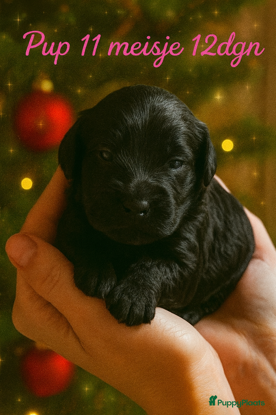 Labradoodle honden te koop: Labradoodle pups multigen super mooi❤️ - Advertentie 10