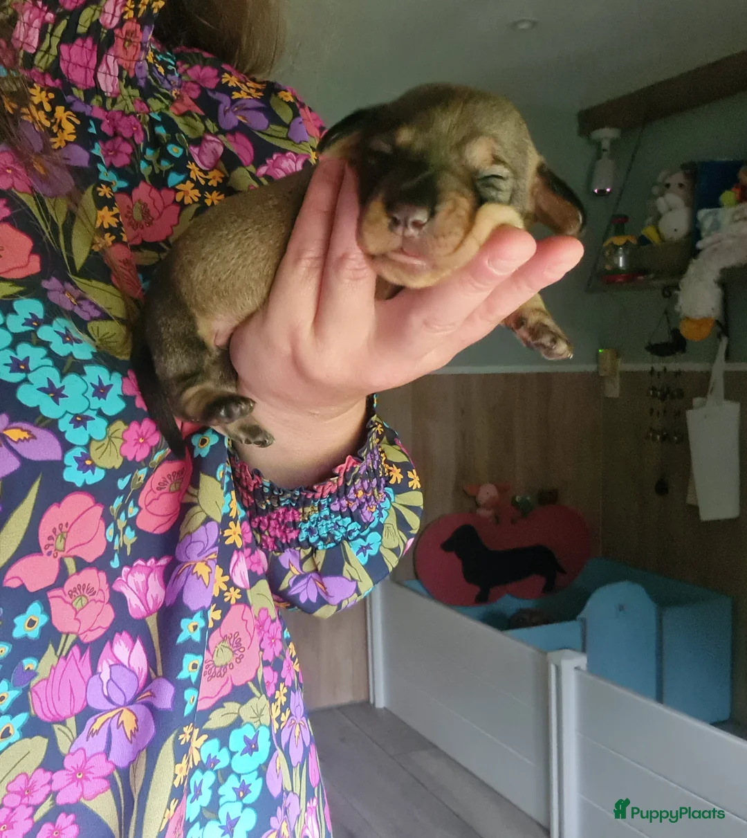 Ruwhaar Teckel honden te koop: Standaard ruwhaar teckel pups - Advertentie 1