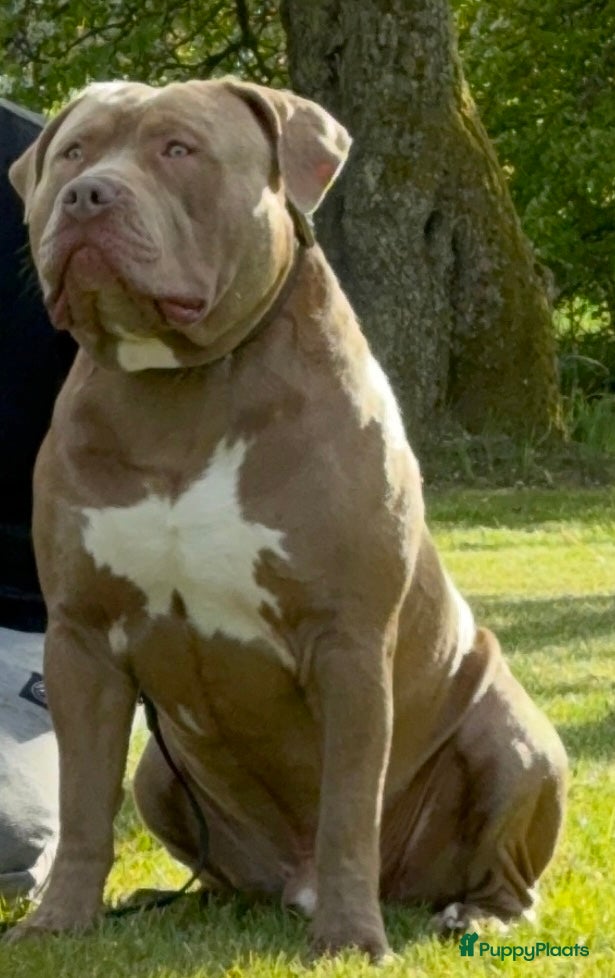 Amerikaanse Bully honden ter dekking: Zeer mooie American Bully dekreu beschikbaar - Advertentie 6