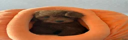 Poedel Toy honden te koop:     Lieve en sociale puppy’s zoeken een thuis - Advertentie 6