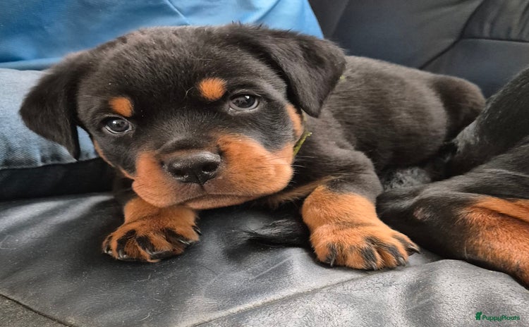Rottweiler honden - Advertentie 3