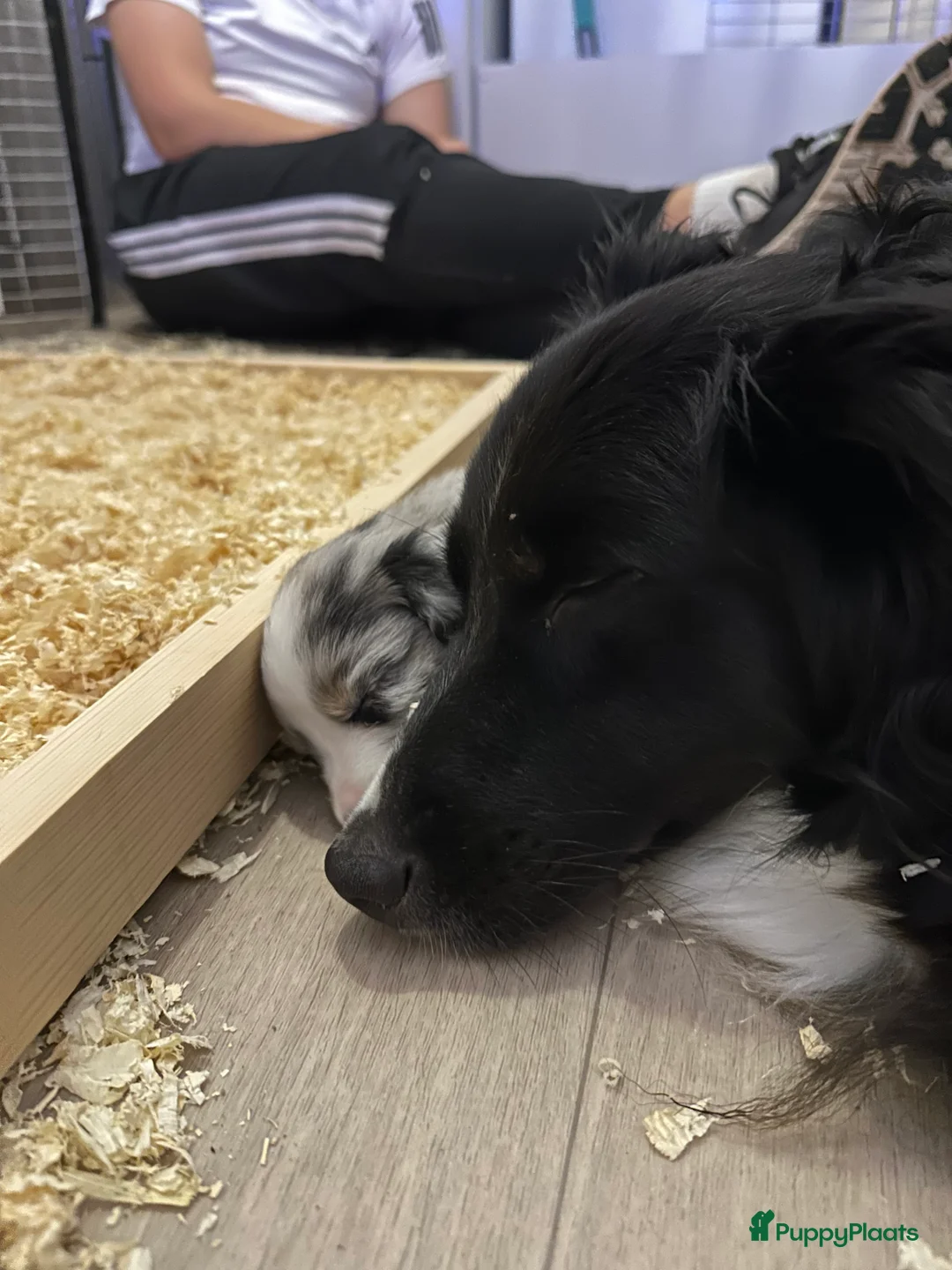 Australian Shepherd honden te koop: Australian Shepherd puppy’s - Advertentie 2