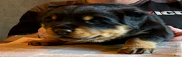 Kruising honden te koop: Berner SennerxRottweiler puppy's in Dalfsen - Advertentie 9