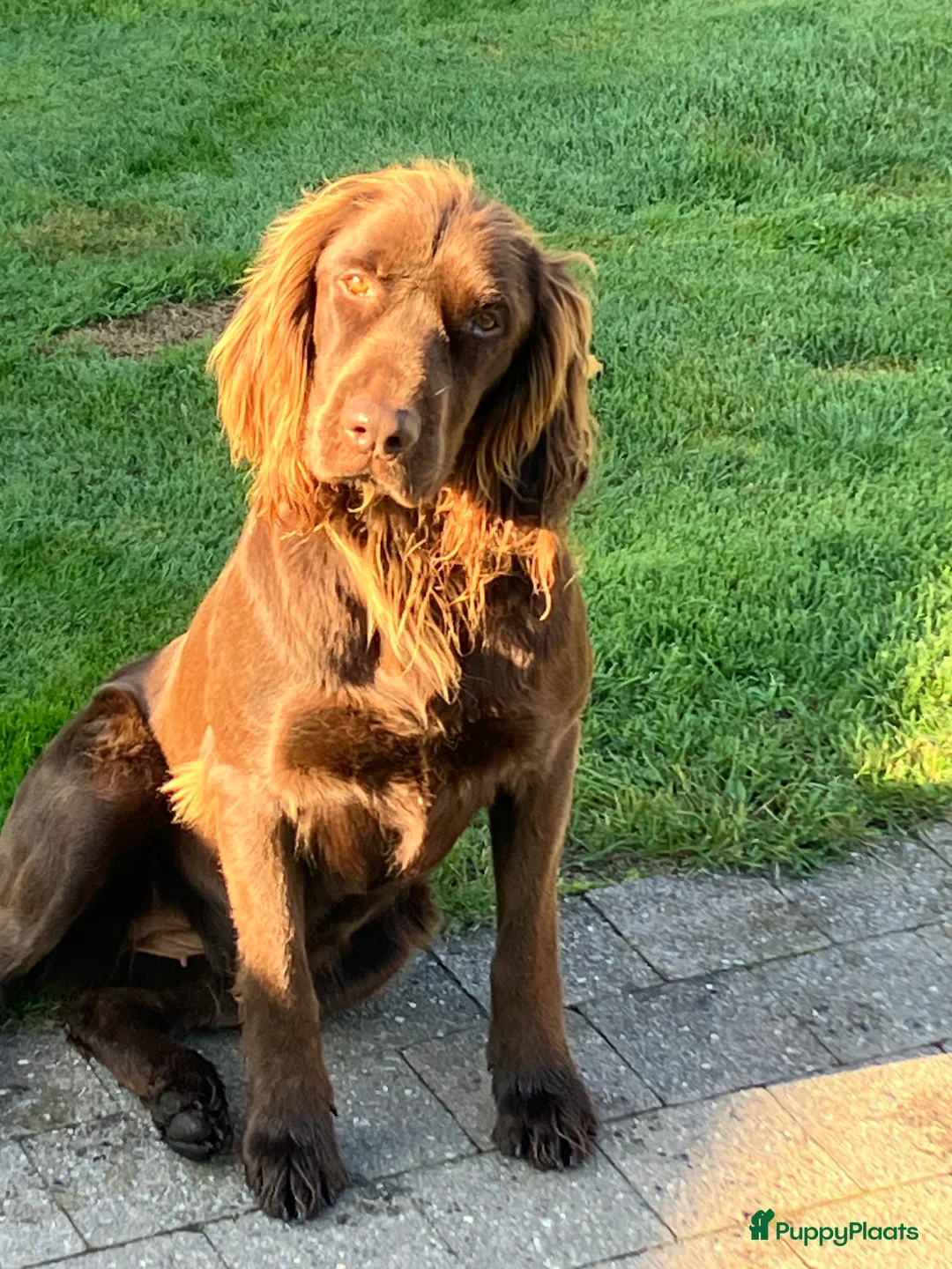 Duitse Staande Hond Langhaar honden te koop: Duitse staande langhaar  - Advertentie 1