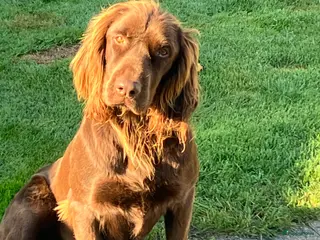 Duitse Staande Hond Langhaar honden Duitse staande langhaar - Advertentie 3