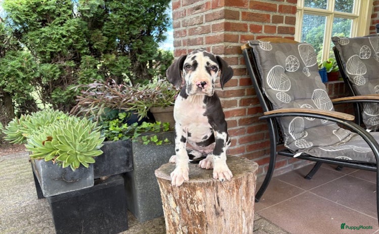 Duitse Dog honden - Advertentie 2