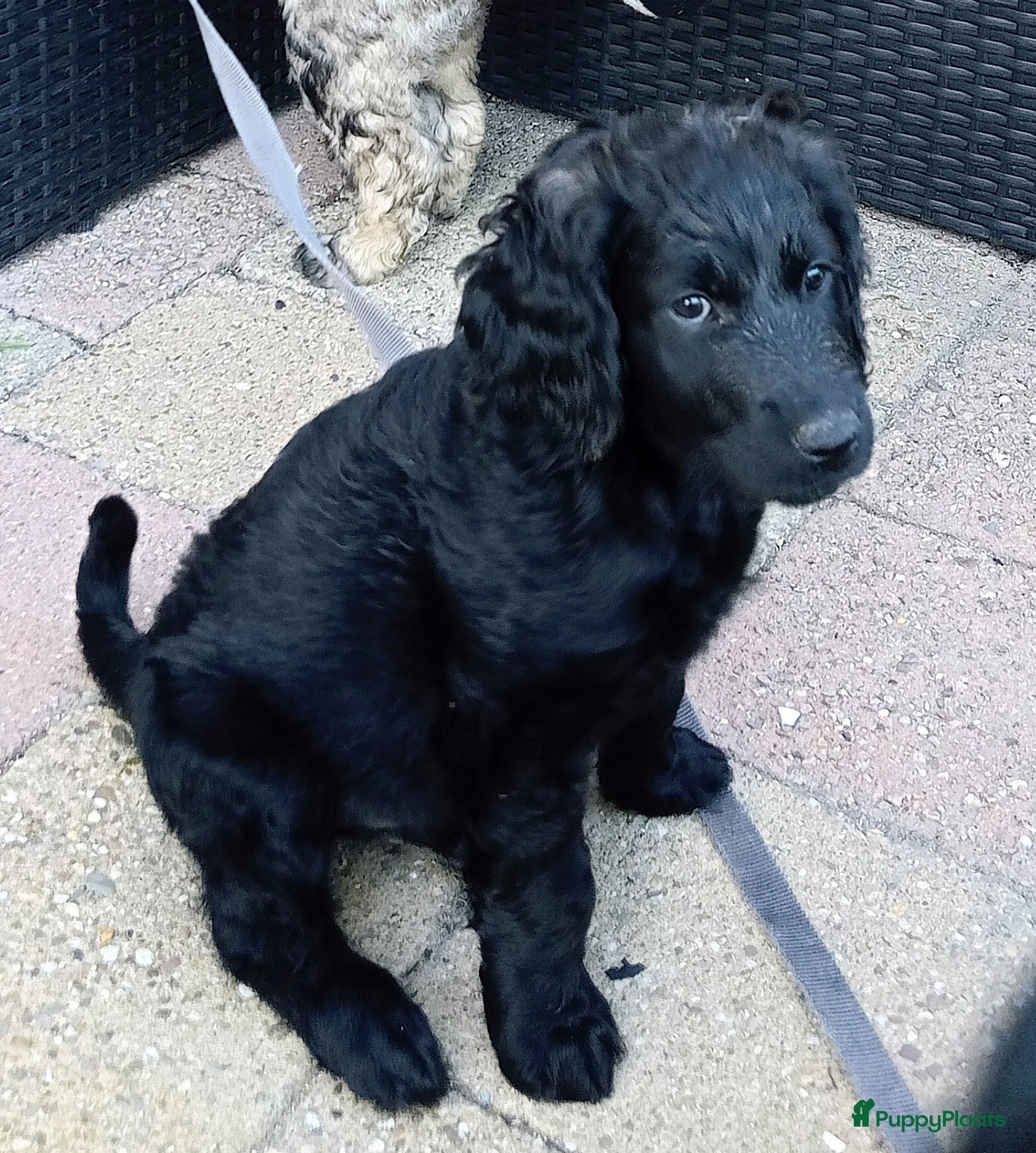 Labradoodle Puppy 3