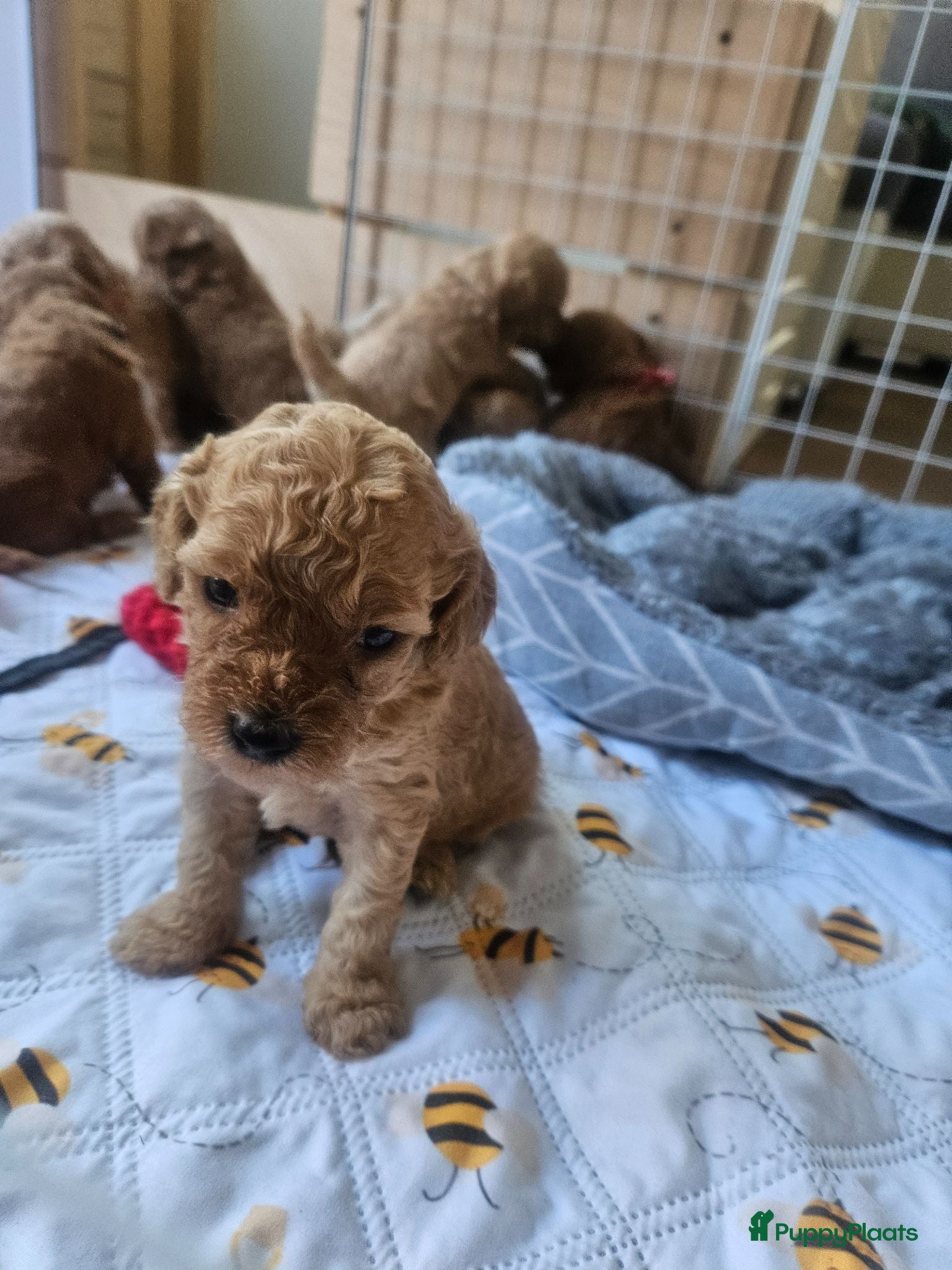 Cockapoo honden Cockapoo  - Advertentie 15