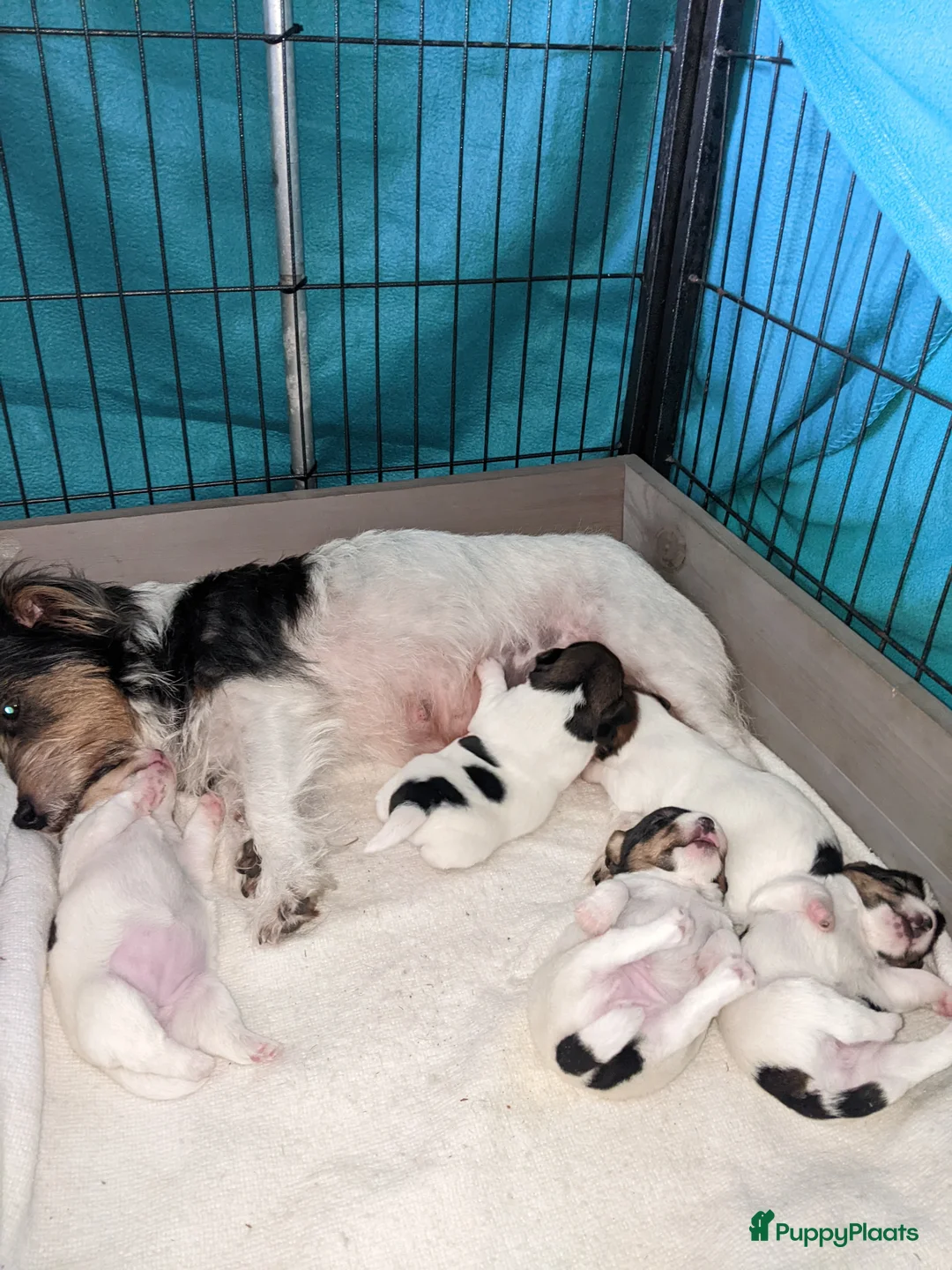 Jack Russel Terriër honden ter dekking: Raszuivere ruwharige Jack Russell dekreu  - Advertentie 7