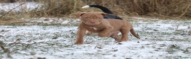 Pitbull Terriër Puppy 1