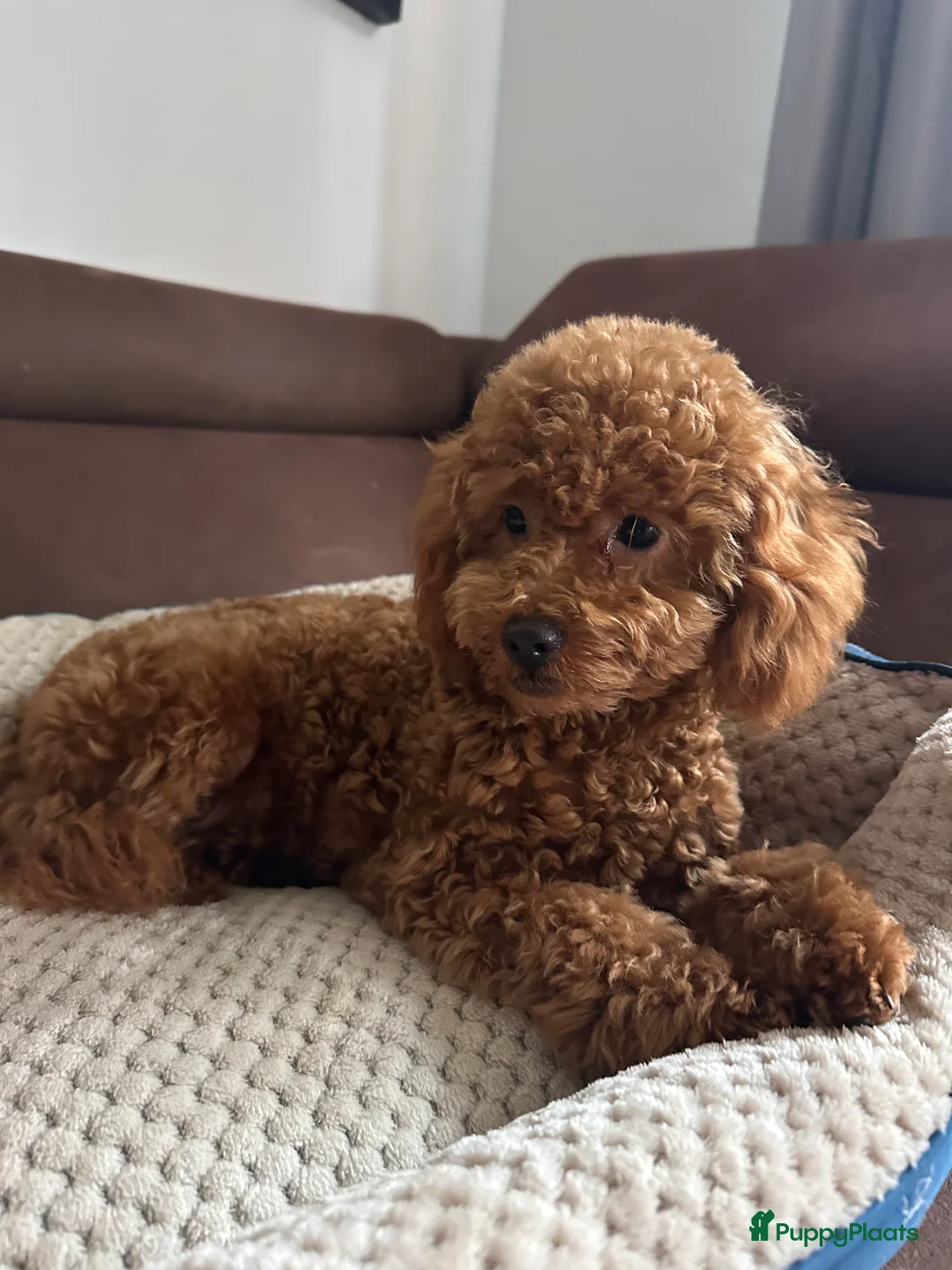 Poedel Toy honden te koop: Toy Poedel meisje zoekt familie - Advertentie 2