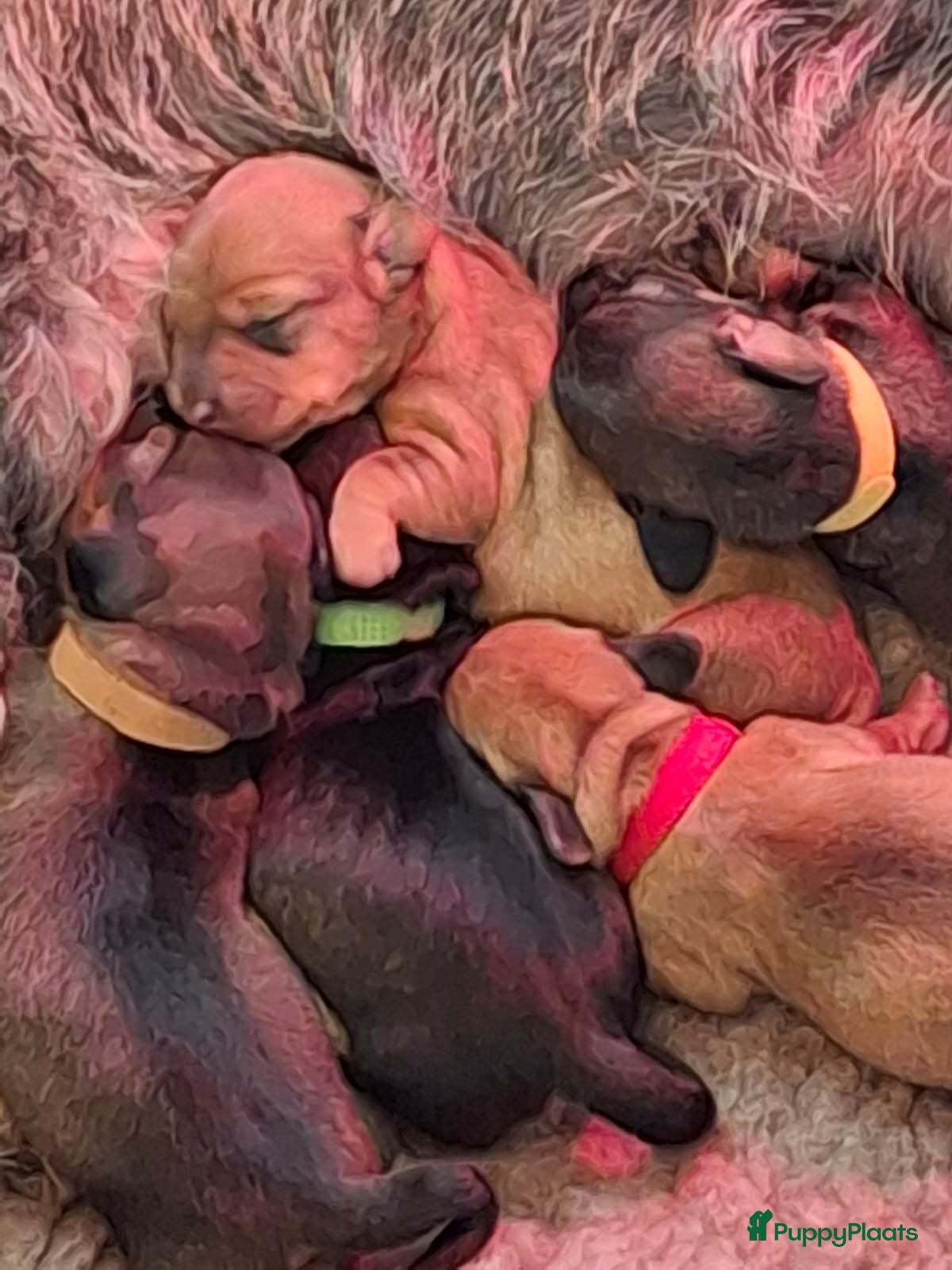Dwergteckel honden 5 silky wire dwergreckelpups - Advertentie 1
