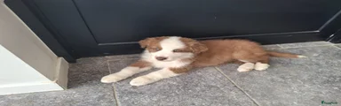 Australian Shepherd Puppy 4