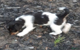 Jack Russel Terriër honden te koop: Lieve ruwharige JACK RUSSELTJES Laagbenig, dď - Afbeelding 31